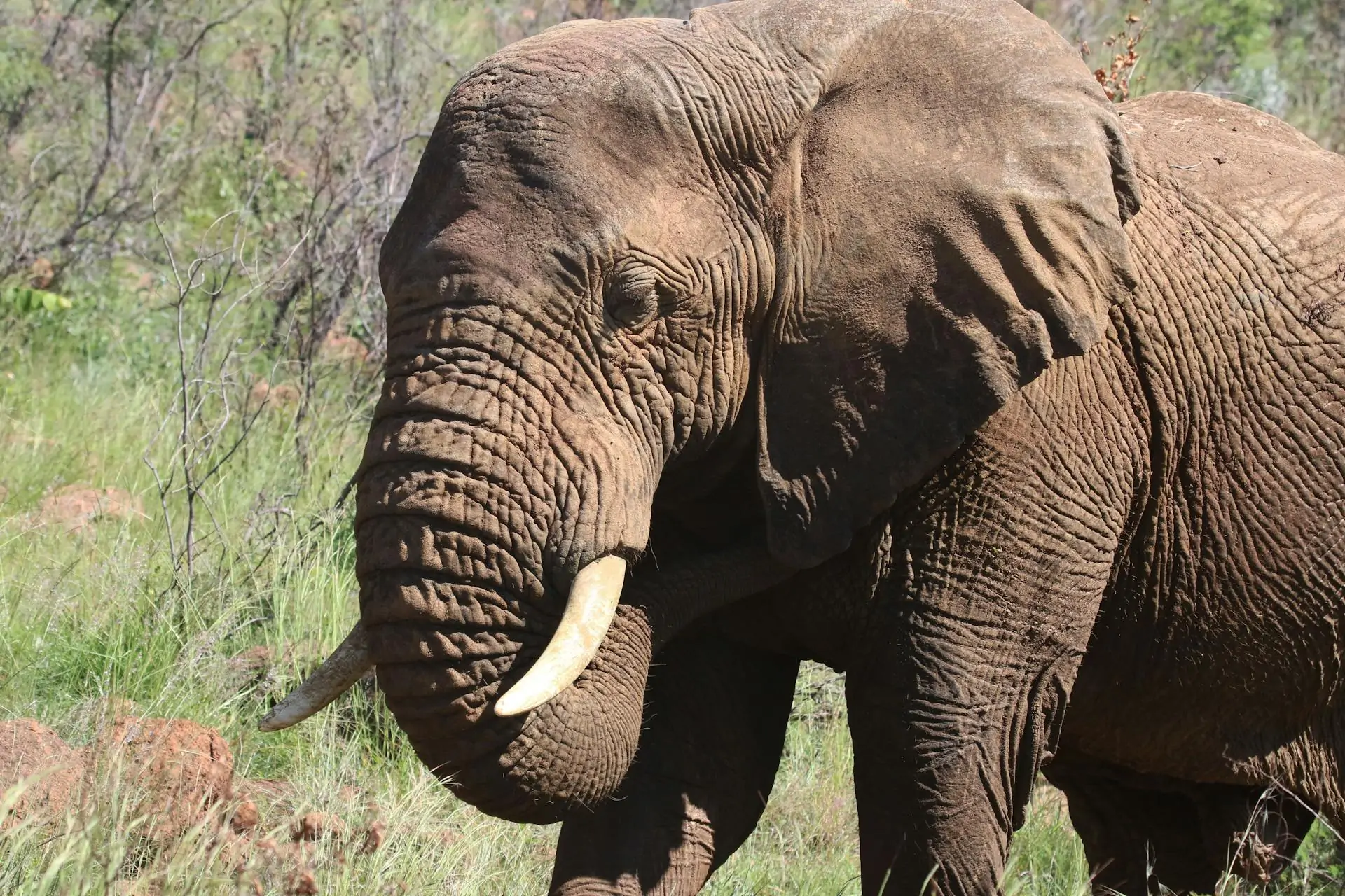 Tsavo National Parks