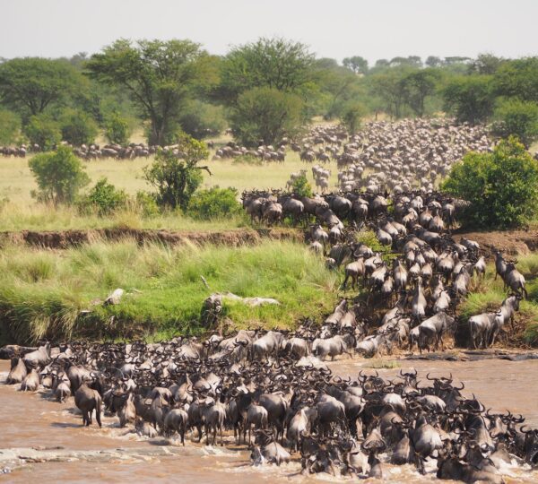 Kenya Wildebeest Migration Safari – 4 Nights 5 Days