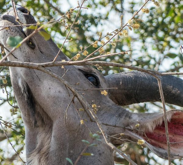 5 Days Kruger National Park Safaris