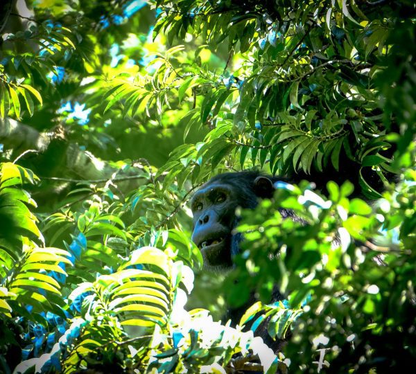 9 Days Gorillas and Chimpanzee Trekking Safari