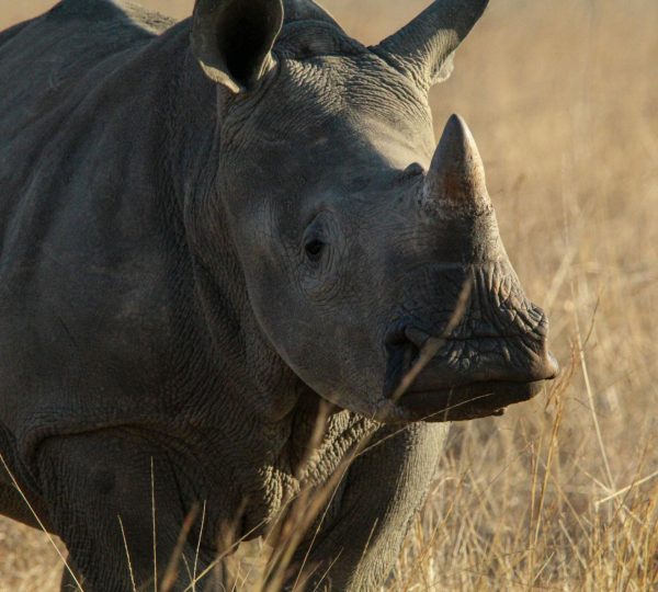 10 Days Highlights Of South Africa