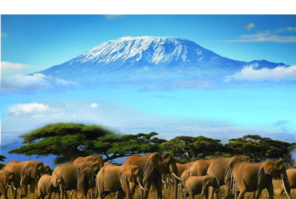 Mt Kilimanjaro , The highest Mountain in Africa. Well viewed From Amboseli National Park