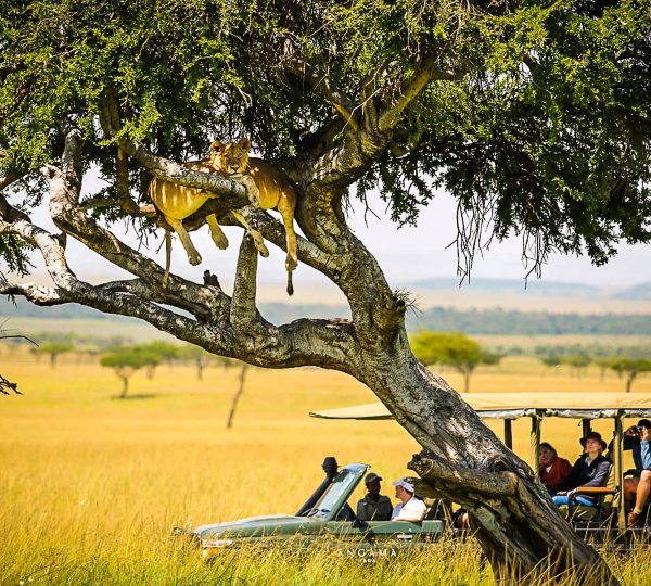3 Days 2 Nights Maasai Mara Road Safari