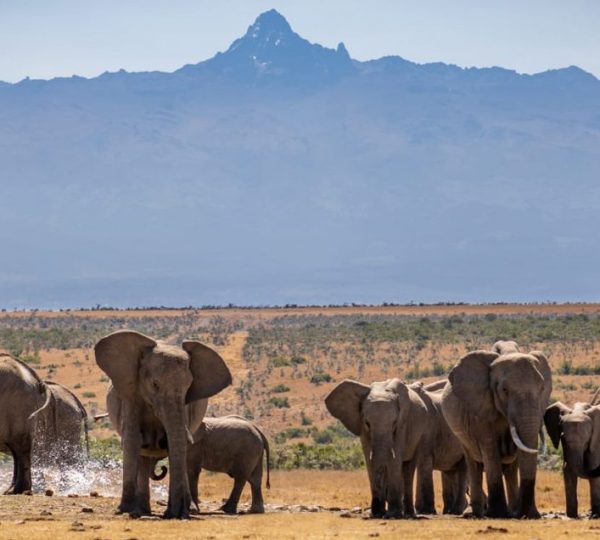 2 Days 1 Night Olpajeta Conservancy