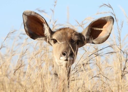 Kenya classic Safari 2 Nights 3 Days - Masai Mara