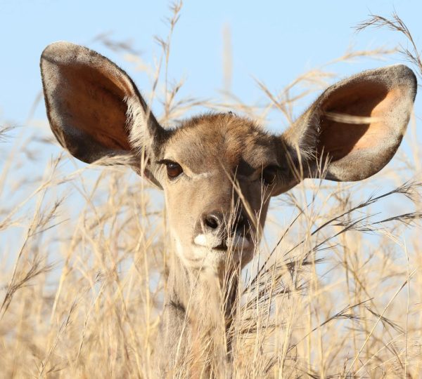 Kenya classic Safari 2 Nights 3 Days - Masai Mara