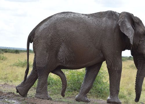 1 Night 2 Days Masai Mara Game Reserve