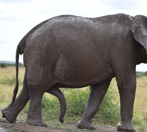 1 Night 2 Days Masai Mara Game Reserve