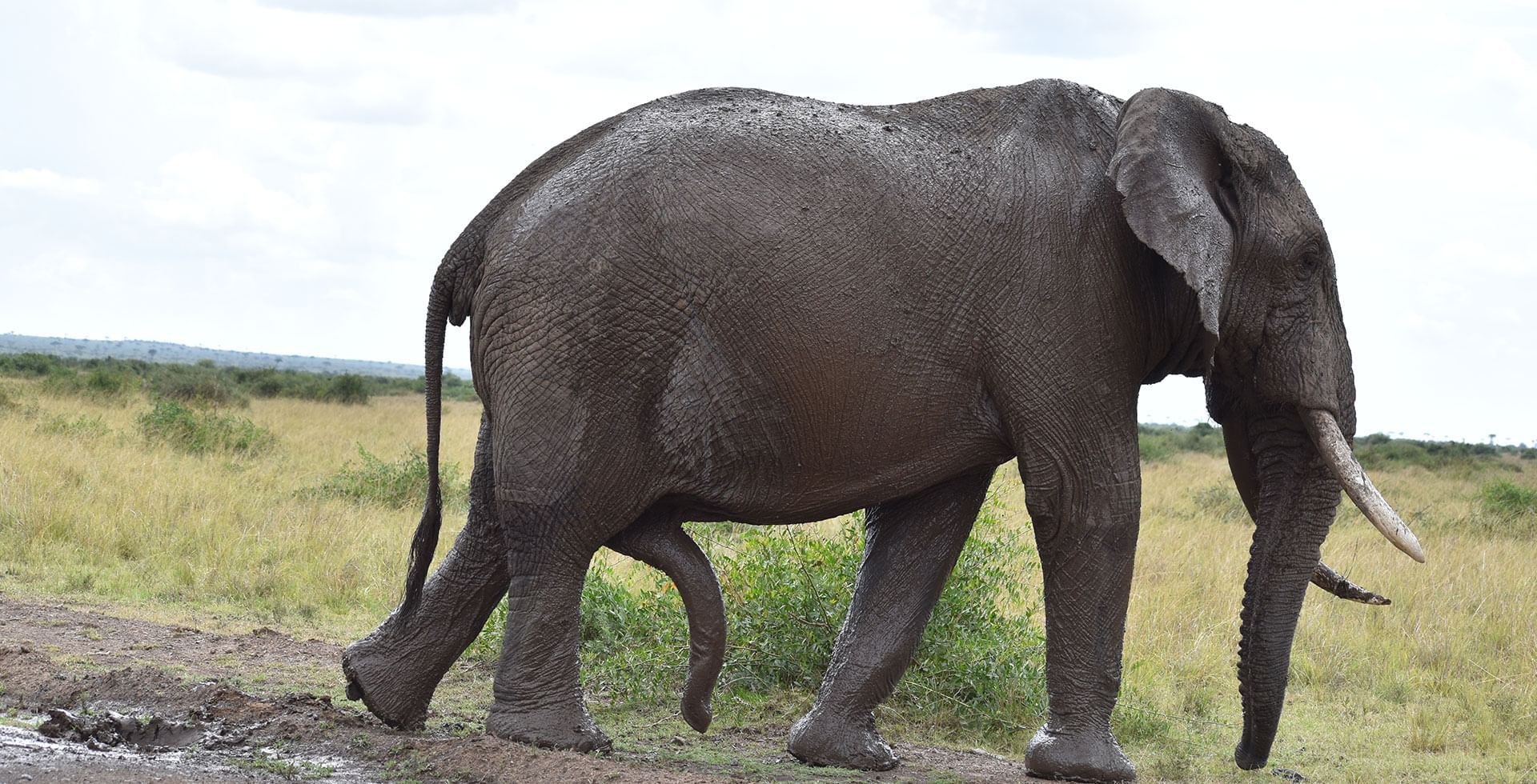 1 Night 2 Days Masai Mara Game Reserve