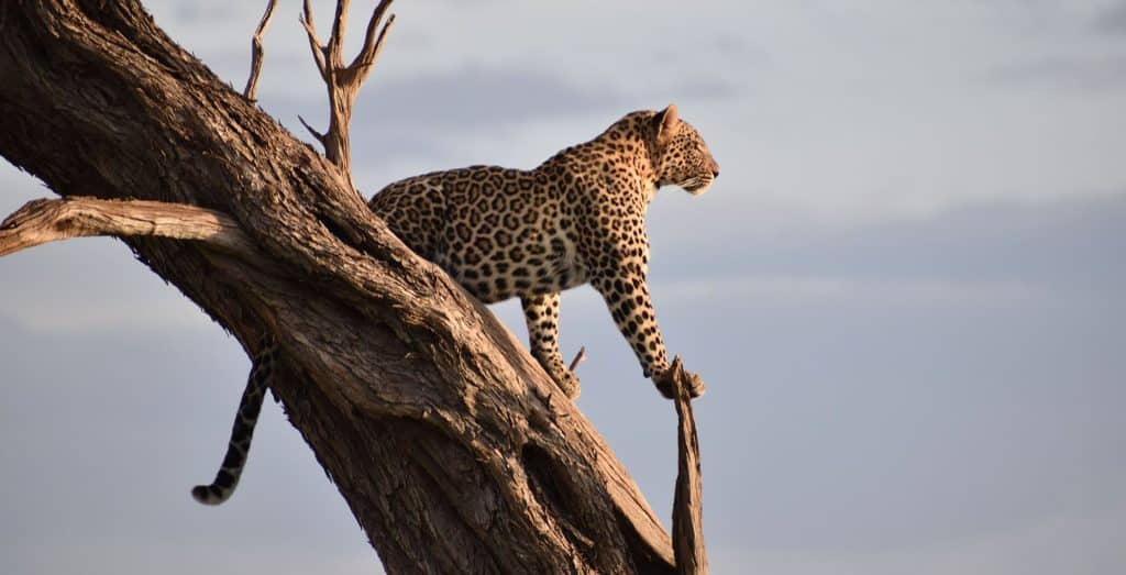 Mara Serena Lodge
