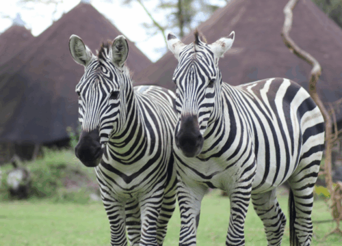 1 Night | 2 Days Lake Naivasha Safari