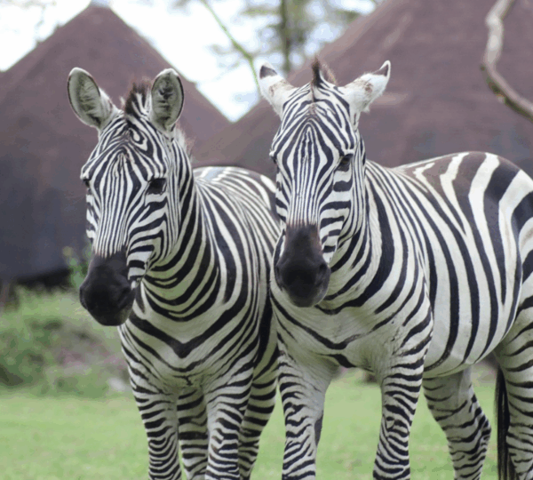 1 Night | 2 Days Lake Naivasha Safari