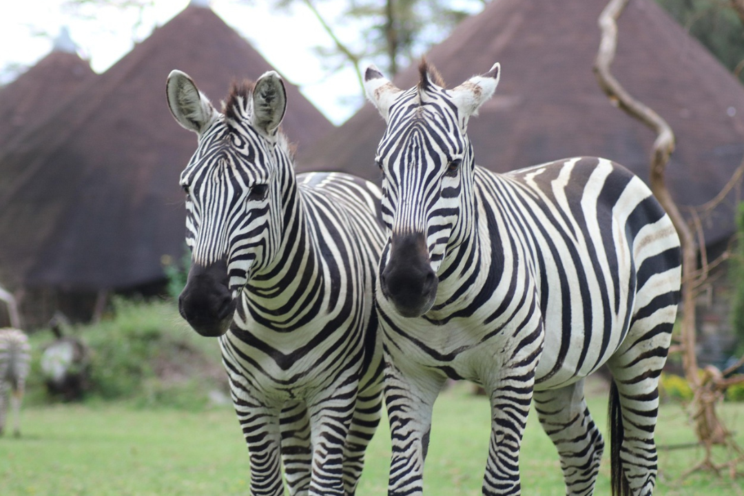 Best of Kenya 2 Nights 3 Days