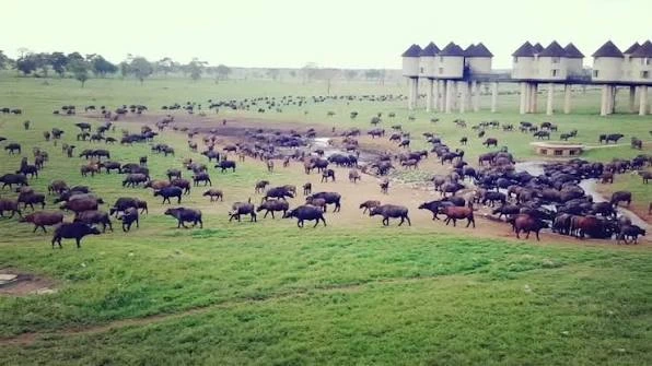 Salt Lick Safari Lodge