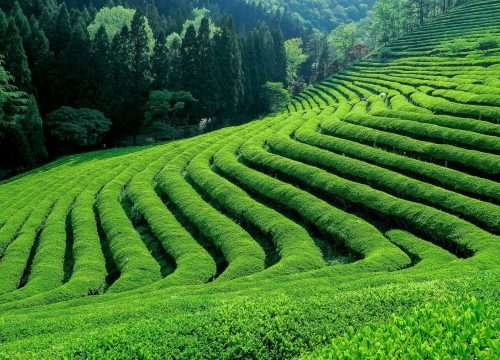 Kiambethu Tea Farm Daily Day Excursions (US$ 320 Per Vehicle  7 Pax)