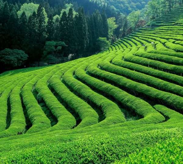 Kiambethu Tea Farm Daily Day Excursions (US$ 320 Per Vehicle  7 Pax)