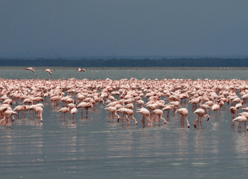 2 Days 1 Night Lake Nakuru National Park