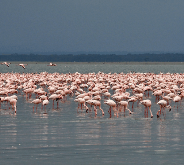 2 Days 1 Night Lake Nakuru National Park