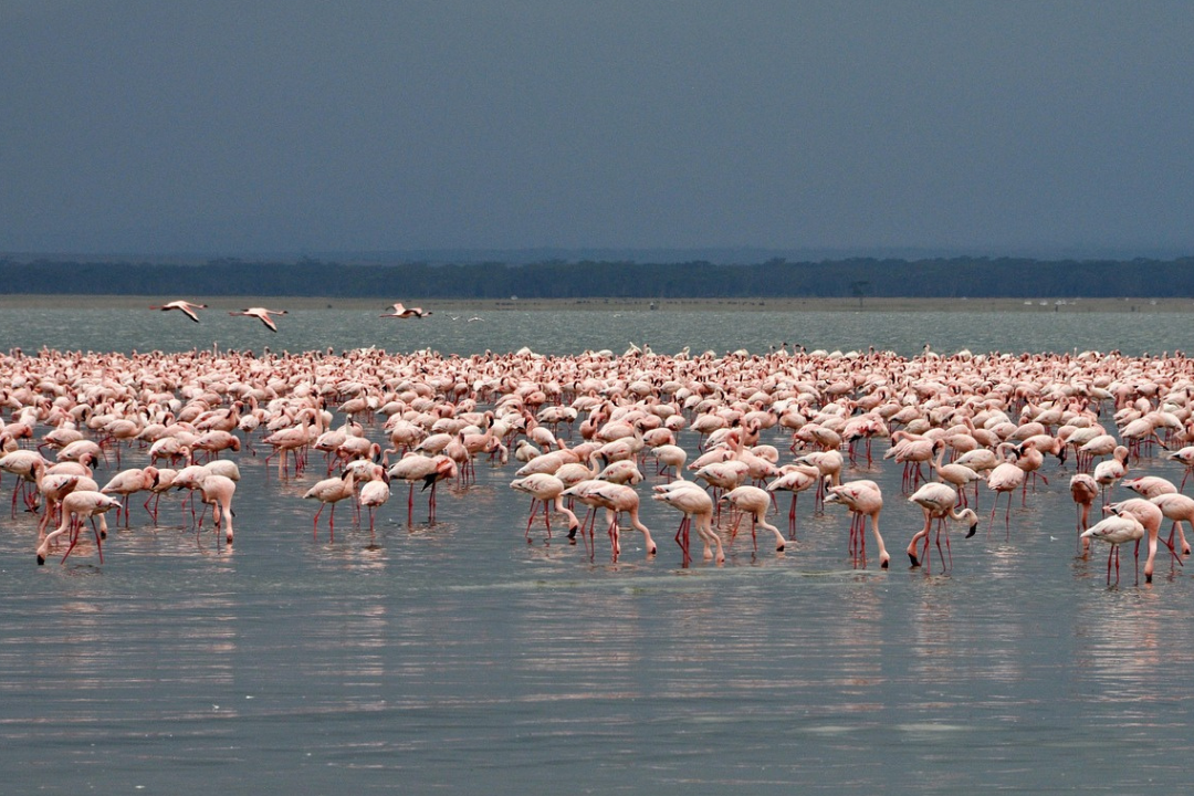 2 Days 1 Night Lake Nakuru National Park