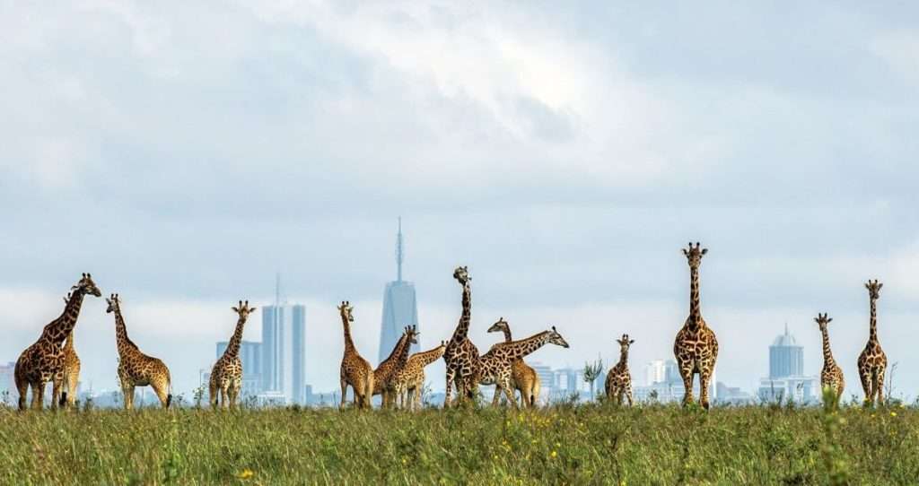Nairobi National Park Day Tour Half Day  (US$ 250 Per Vehicle Max 7 Pax)