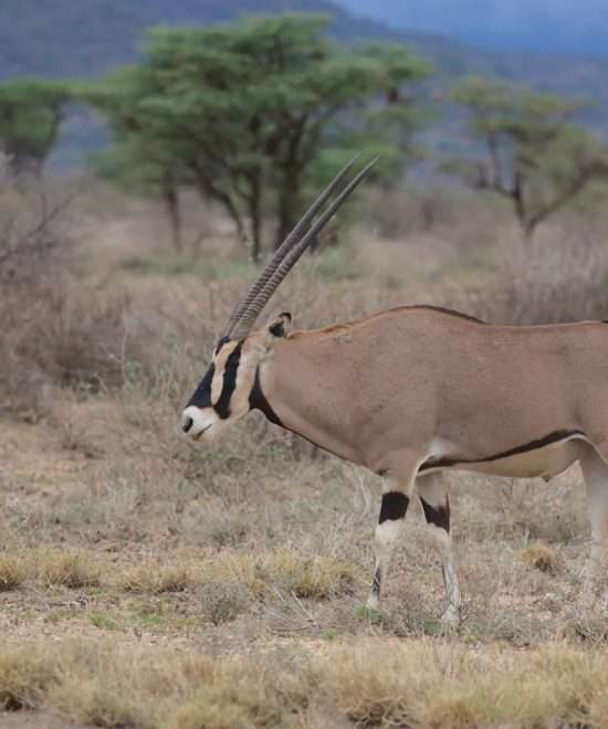 Kenya 3 Nights 4 Days Signature Safari