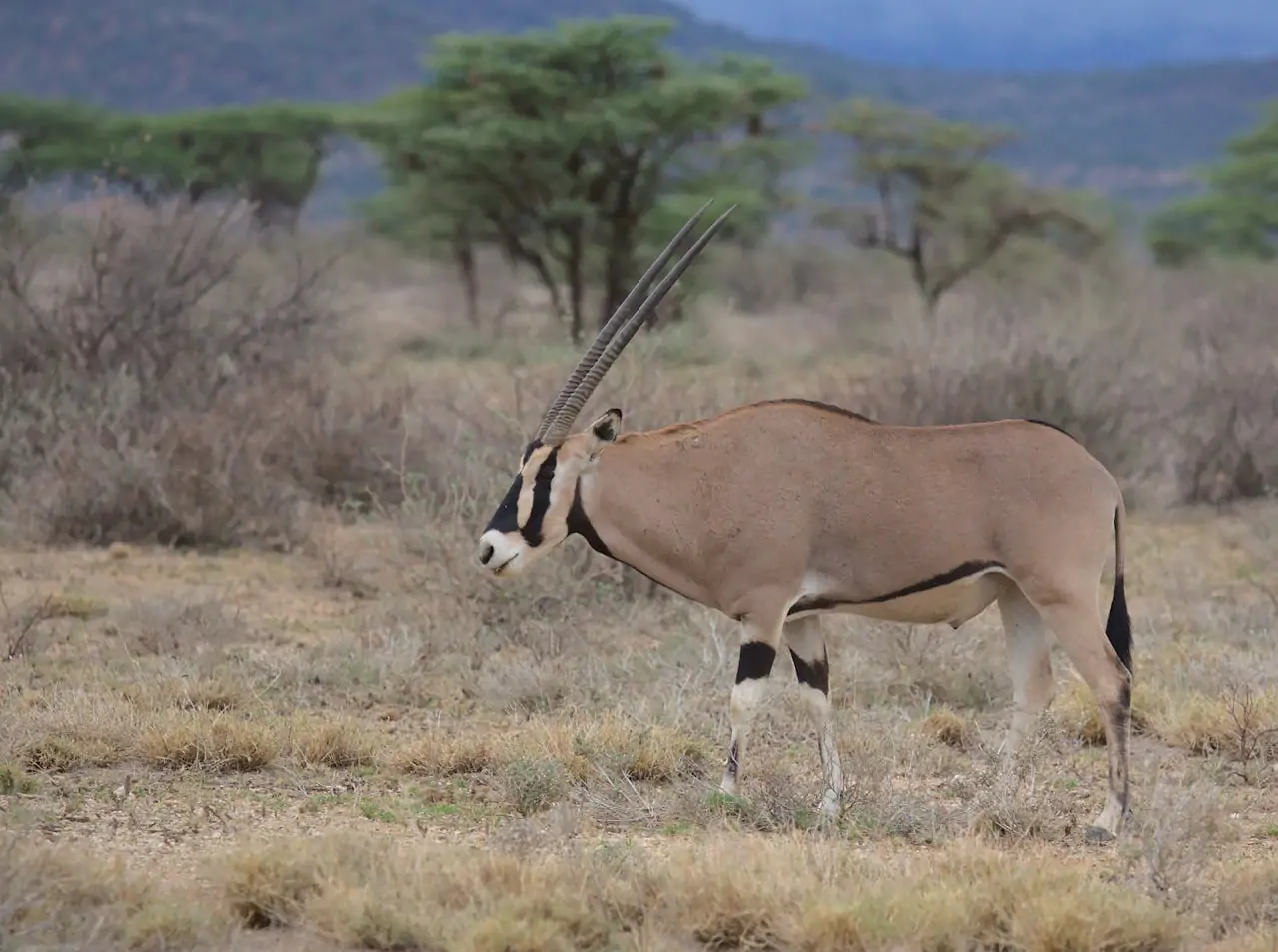 Nanyuki
