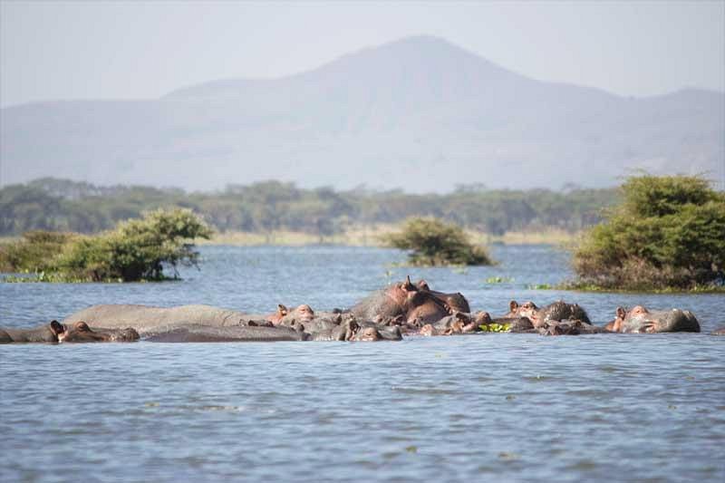 Christmas by the Lake - Naivasha Self Drive Offers