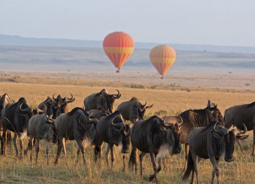 More Safari, Less Stress — Why Group Tours Are Worth It