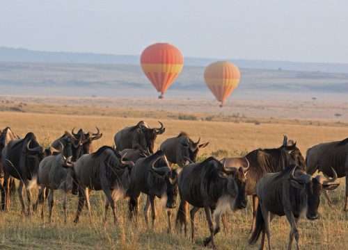 Best Tanzania Group Tour | 5 Nights 6 Days (1 Night Kirurumu, 2 Nights Serengeti, 2 Nights Bougainvillea)