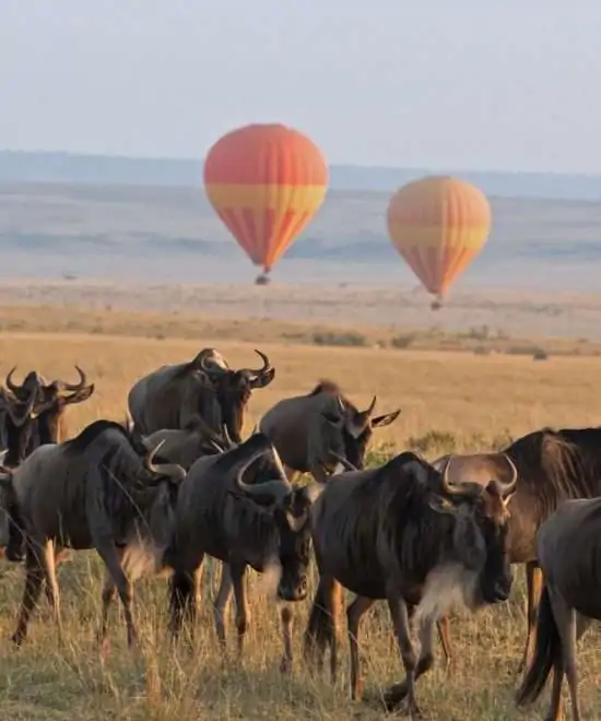 Best Tanzania Group Tour | 5 Nights 6 Days (1 Night Kirurumu, 2 Nights Serengeti, 2 Nights Bougainvillea)
