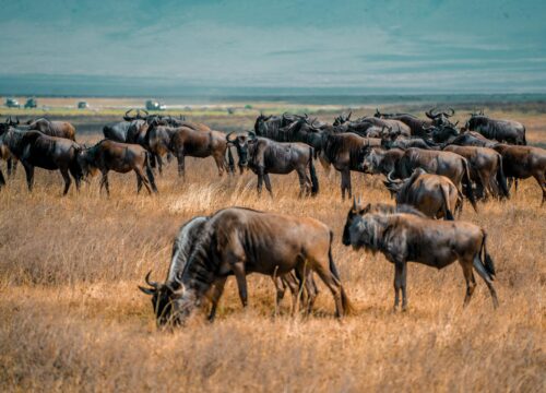 4 Day Budget Camping Safari in Tanzania: Ngorongoro Crater & Lake Manyara Adventure