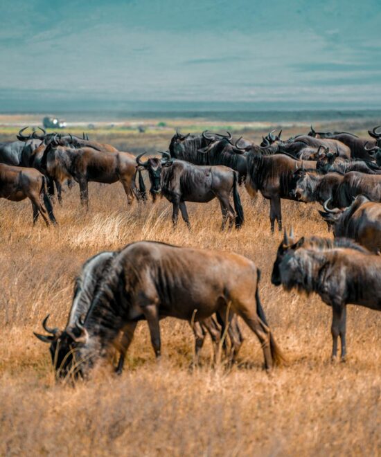 4 Day Budget Camping Safari in Tanzania: Ngorongoro Crater & Lake Manyara Adventure