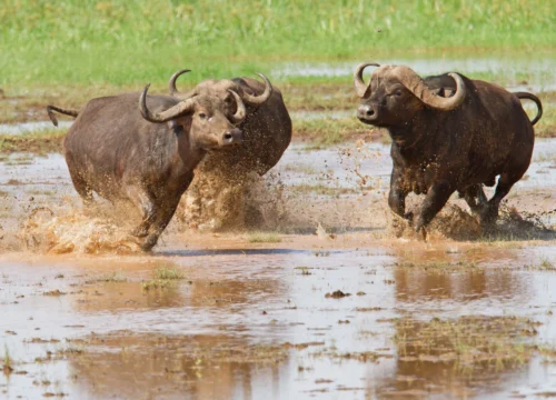 5-Day Tanzania Safari