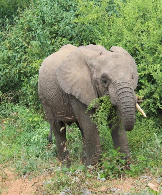 East Africa Discovery Safari 2026 | 13 Days Kenya & Tanzania Small Group Luxury Tour