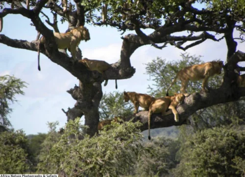 6 Day Tanzania Classic Safari: Ngorongoro Crater, Serengeti, Ndutu, Olduvai & Lake Manyara