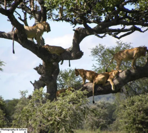 6 Day Tanzania Classic Safari