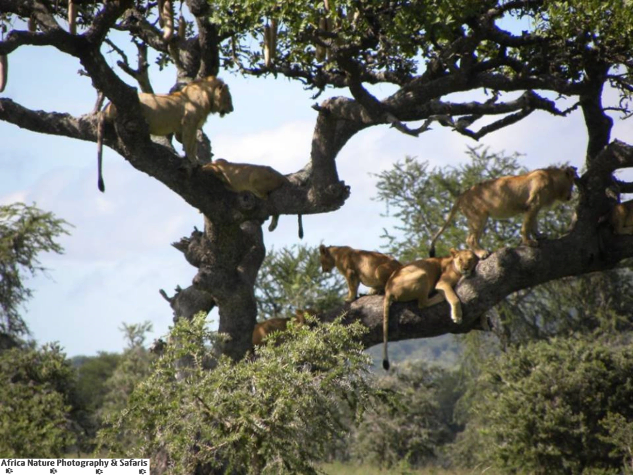 6 Day Tanzania Classic Safari: Ngorongoro Crater, Serengeti, Ndutu, Olduvai & Lake Manyara