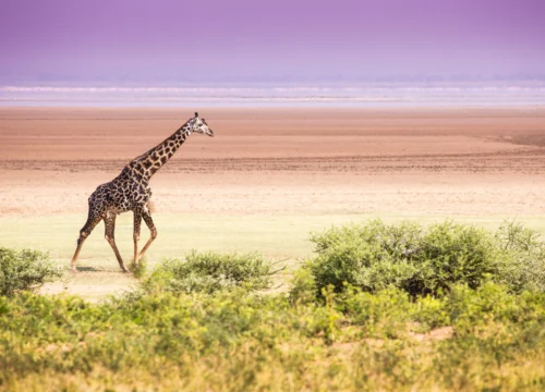 Ngorongoro and Lake Manyara - 2 Nights 3 Days