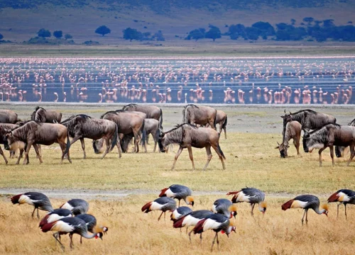4-Day Ngorongoro Crater & Tarangire Safari | Tanzania Wildlife Tours