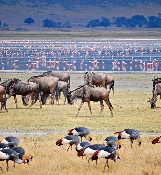 4-Day Ngorongoro Crater & Tarangire Safari | Tanzania Wildlife Tours