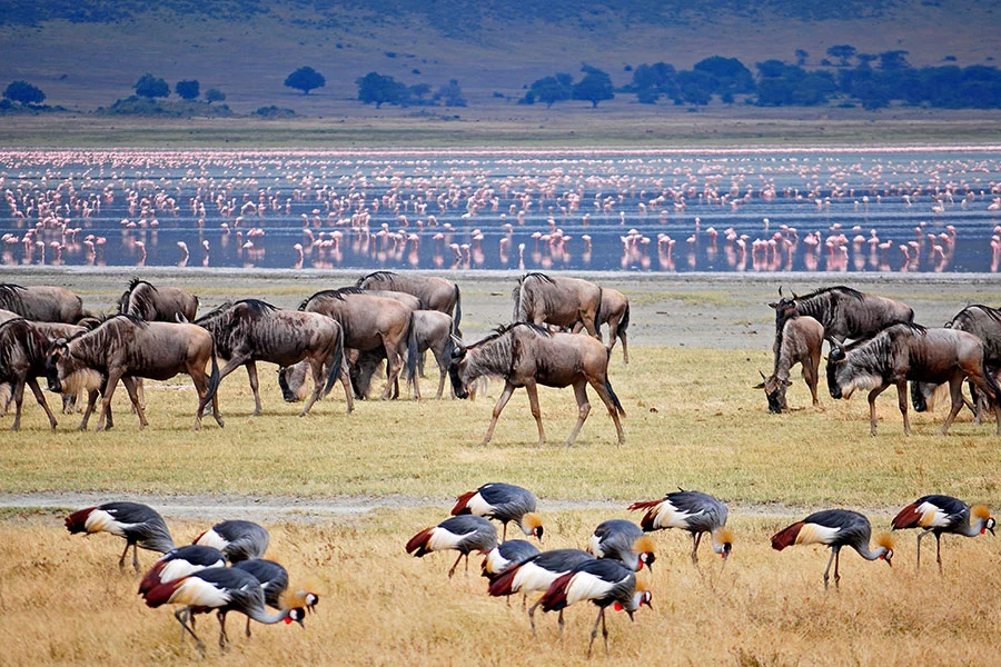 4-Day Ngorongoro Crater & Tarangire Safari | Tanzania Wildlife Tours