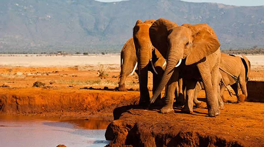 Exclusive Christmas Safari Packages in Tsavo, Kenya