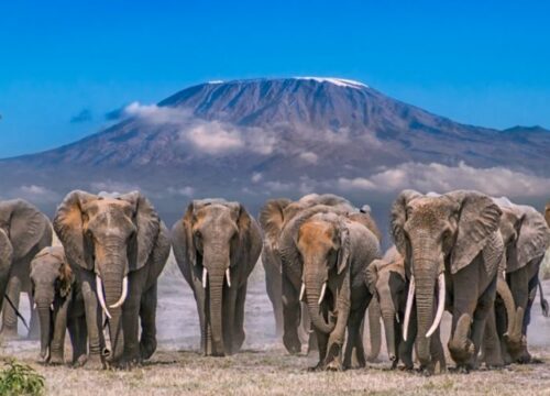 Air Cargo Logistics Expo 2025 Nairobi Kenya SafariLuxury Group Tour