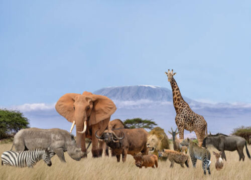 East Africa Discovery Safari 2026 small group Kenya-Tanzania luxury safari