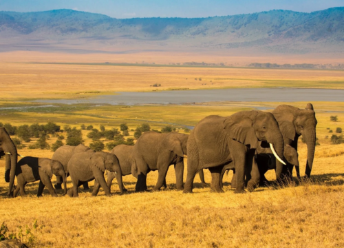 5 Days 4 Nights Amboseli Safari