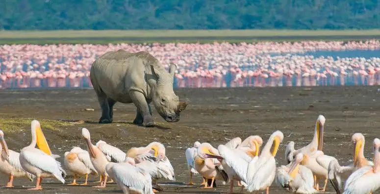 Group joining safari Kenya - Lake Nakuru rhino sanctuary