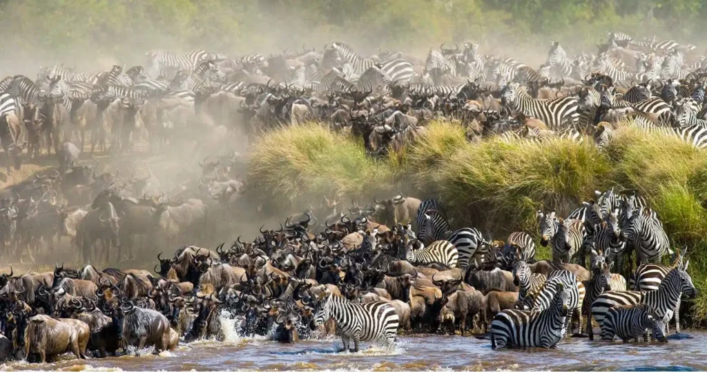 Group joining safari Kenya - Great Migration in the Maasai Mara