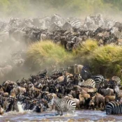 Group joining safari Kenya - Great Migration in the Maasai Mara